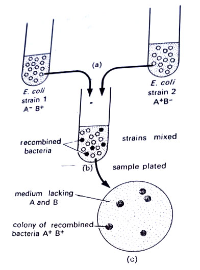 The experiments of Lederberg and Tatum on bacterial conjugation